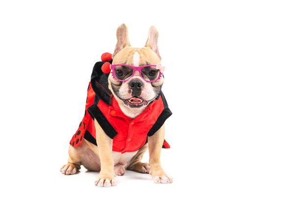 lindo bulldog francés usar gafas de lujo y sentarse aislado sobre fondo blanco, mascota y animal concepto - Foto, imagen