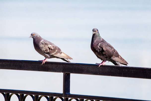 Два голубя сидят на заборе в парке у реки - Фото, изображение