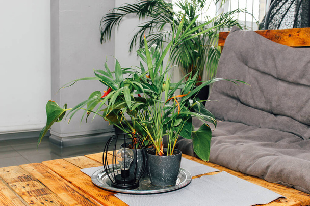 Flower arrangement in the interior. Flowerpots for home and office. Palm and Anthurium in design. - Φωτογραφία, εικόνα