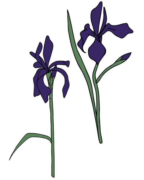 set of vector irises delicate flowers - Vector, imagen