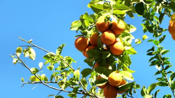 Tangerine boom onder zonlicht op blauwe lucht achtergrond. 4K - Video