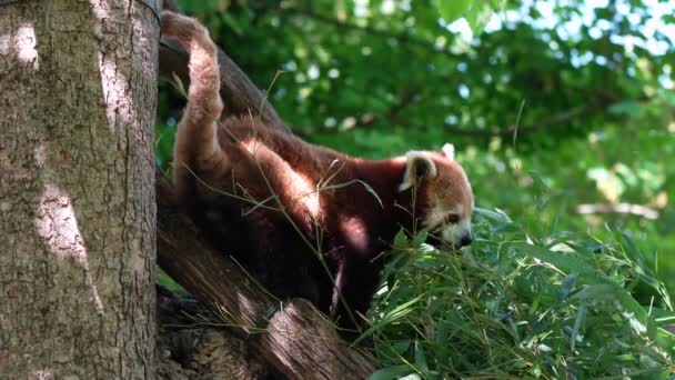 The red panda, Ailurus fulgens, also called the lesser panda and the red cat-bear - Footage, Video