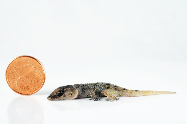 Lagarto Gecko y Moneda
 - Foto, Imagen