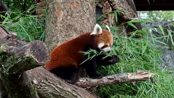 De rode panda, Ailurus fulgens, ook wel de mindere panda en de rode kattenbeer genoemd - Video