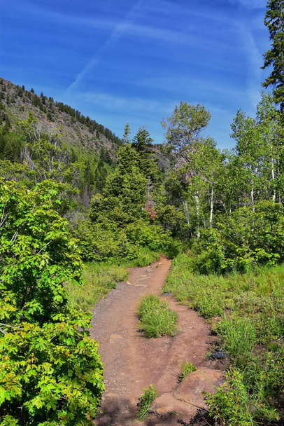 Hiking Trail to Lake Blanche forest and mountain. Wasatch Front Rocky Mountains, Twin Peaks Wilderness,  Wasatch National Forest in Big Cottonwood Canyon in Salt Lake County Utah. United States. - 写真・画像