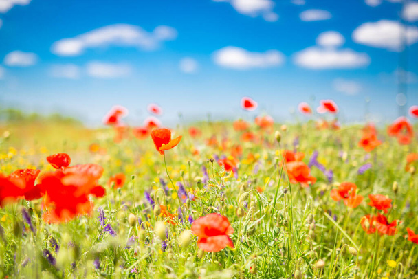 Field of bright red corn poppy flowers in summer. Dreamy closeup floral meadow with blurred field landscape under blue sky and clouds. Idyllic romantic relaxing nature landscape, spring natural environment, warm sunshine - Photo, Image