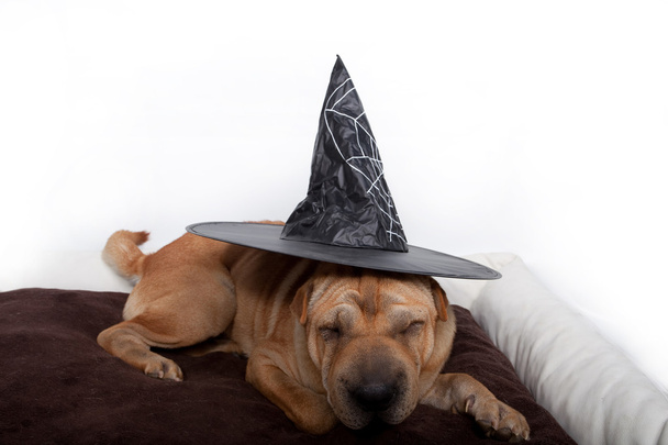 Halloween dog - Valokuva, kuva