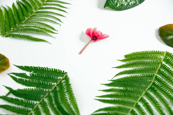 Creative layout made of spring flowers and green leaves. Nature background. Season minimal pattern. flower begonia and dieffenbachia fern leaves on a white background. Flat lay. - Foto, imagen