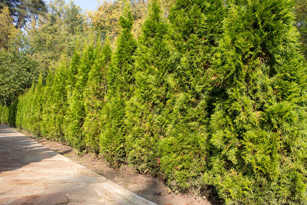 Live hedge from Thuja western Smaragd, landscape design, labyrinth in the park - 写真・画像