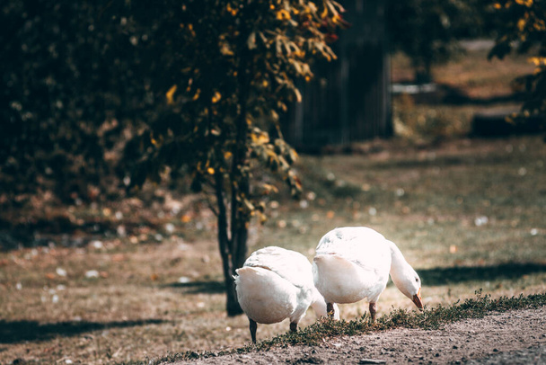 Δύο λευκές χήνες βόσκουν σε ένα πράσινο λιβάδι. Η ζωή στο χωριό και οι φτερωτοί κάτοικοι της. Όμορφες λευκές χήνες με πορτοκαλί ράμφος δαγκώνουν το γρασίδι. - Φωτογραφία, εικόνα