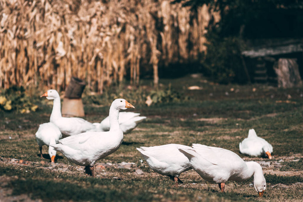 Невеликий стадо білих гусей випасають на зеленому лузі. Сільське життя та його пернаті мешканці. Красиві білі гуси з помаранчевим дзьобом закручують траву
. - Фото, зображення