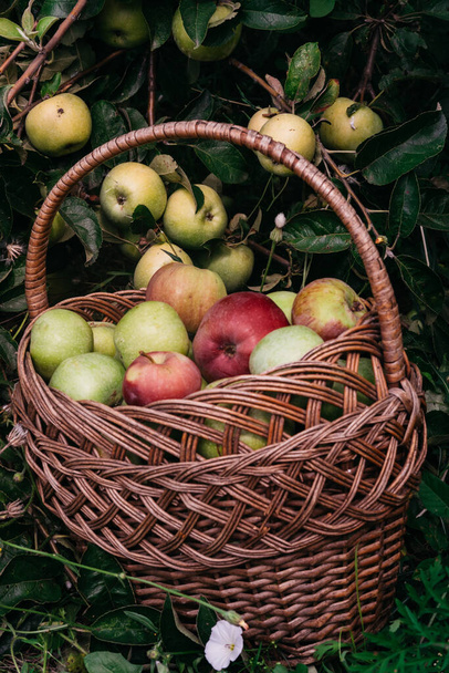 A basket with fresh red and green liquid apples stands near the Apple tree on the ground. Seasonal delicious and fragrant fruits, fruit trees in the garden. Apples in a wicker straw basket. - Photo, Image