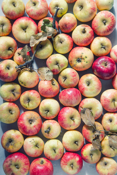 Οι καρποί της παλιάς ποικιλίας μήλου, μήλα στο ταμπλό. - Φωτογραφία, εικόνα