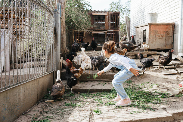 Breakfast time for the animals at the farm. Cute little girl feeding chicken and ducks - Фото, зображення