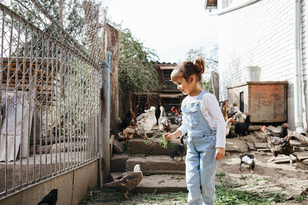 Breakfast time for the animals at the farm. Cute little girl feeding chicken and ducks - Fotó, kép
