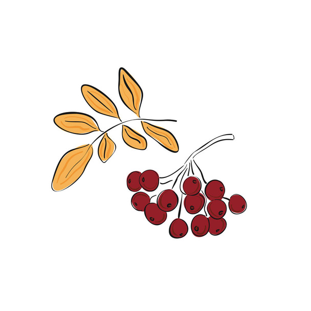 Autumn hand drawn rowan branch with ripe berries and leaves isolated on white background. Rowan. Vector illustration - Διάνυσμα, εικόνα