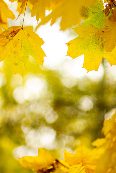 Autumn background with maple leaves. Yellow maple leaves on a blurred background. Copy space - Fotoğraf, Görsel
