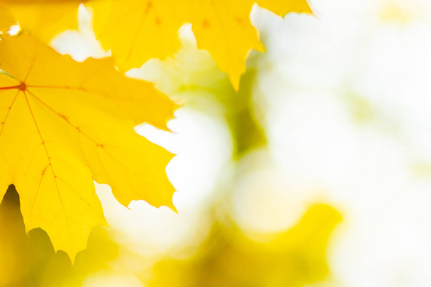 Autumn background with maple leaves. Yellow maple leaves on a blurred background. Copy space - Φωτογραφία, εικόνα