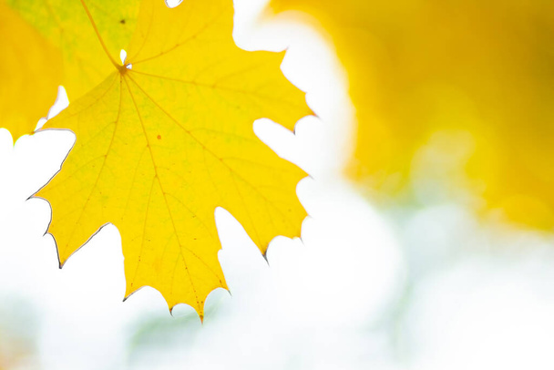 Autumn background with maple leaves. Yellow maple leaves on a blurred background. Copy space - Foto, imagen