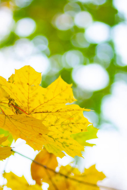 Autumn background with maple leaves. Yellow maple leaves on a blurred background. Copy space - 写真・画像