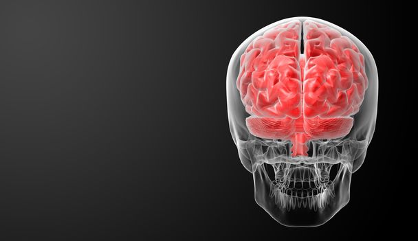Людський мозок рентгенівський промінь - вид ззаду
 - Фото, зображення