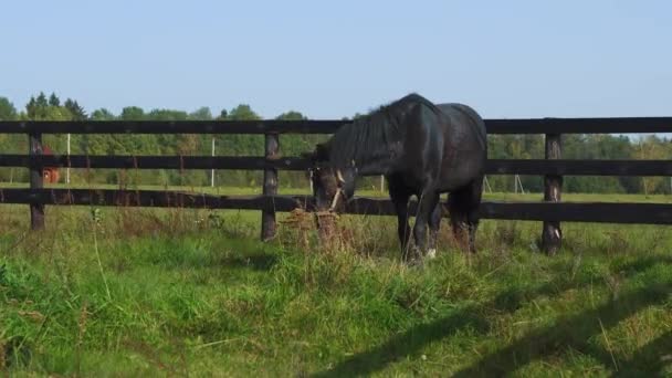Musta hevonen kävelee aitauksessa ja pureskelee vihreää ruohoa aurinkoisena päivänä. - Materiaali, video