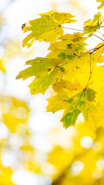 Autumn background with maple leaves. Yellow maple leaves on a blurred background. Copy space - Valokuva, kuva