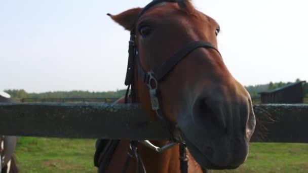 Un hermoso caballo de color marrón oscuro se encuentra detrás de un seto en una granja de caballos. - Imágenes, Vídeo