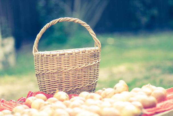 Vintage basket of willow vines and onions - Fotoğraf, Görsel