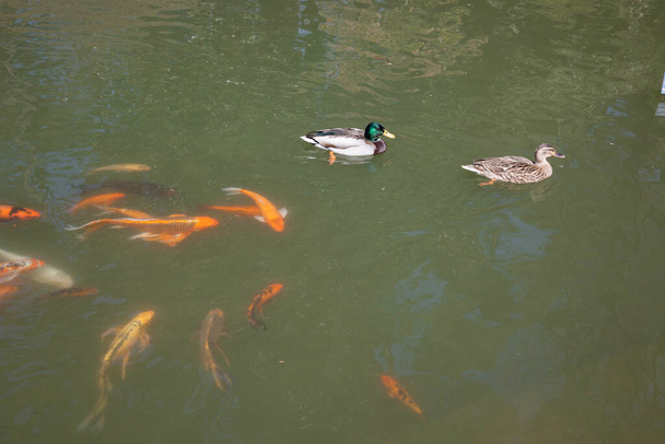 Koi following ducks swimming in the water - Fotoğraf, Görsel