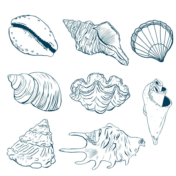 Watercolor sea shells line art set. Hand painted underwater element illustration isolated on white background. Aquatic illustration for design, print or background. - Vector, Image