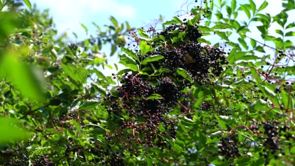 Fruits mûrs du sureau noir en milieu naturel (Sambucus nigra) - Séquence, vidéo