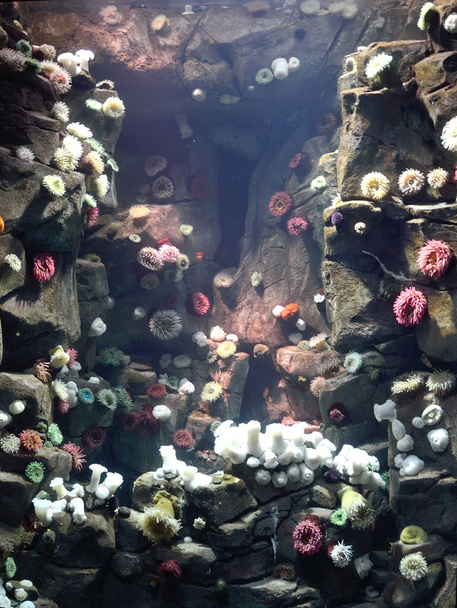 Az akvárium akváriumában található akváriumban megjelenített tengeri anemonok kiválasztása - Fotó, kép