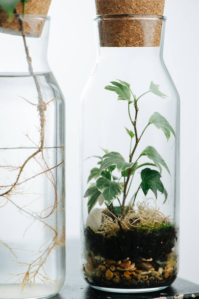 Composition of plants in bottles on a stool. One has layered soil, moss, dirt and clay stones. Other one has it's roots in a water. - Fotografie, Obrázek