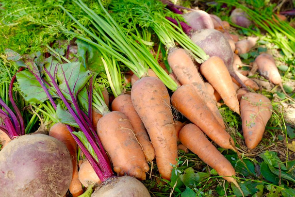 Морковь со свеклой с хвостами лежит на земле в саду. Солнечный день. Концепция сбора урожая и сельского хозяйства. - Фото, изображение
