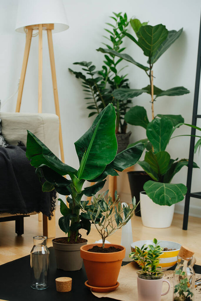 Potted plants set on the mat on the floor in a living room. Low angle. - Фото, зображення