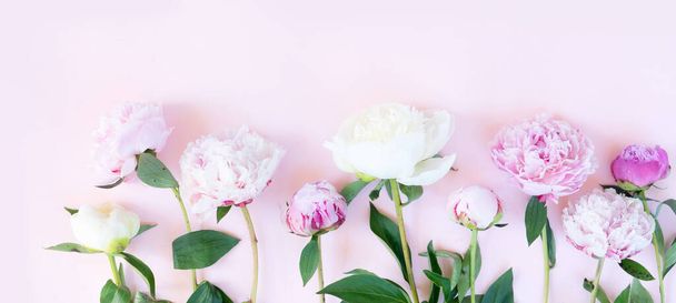 Friss tőzegvirág - Fotó, kép
