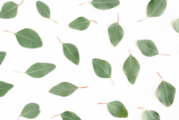 green leaves eucalyptus populus isolated on white background. Flat lay, top view - Photo, Image