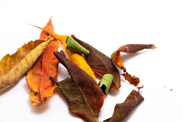 Marco fronterizo de hojas de otoño de color que caen aisladas sobre fondo blanco - Foto, imagen