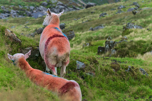 Cute sheep rear view. Sheep marked with color in Glenealo Valley, Glendalough, County Wicklow, Ireland - Photo, Image