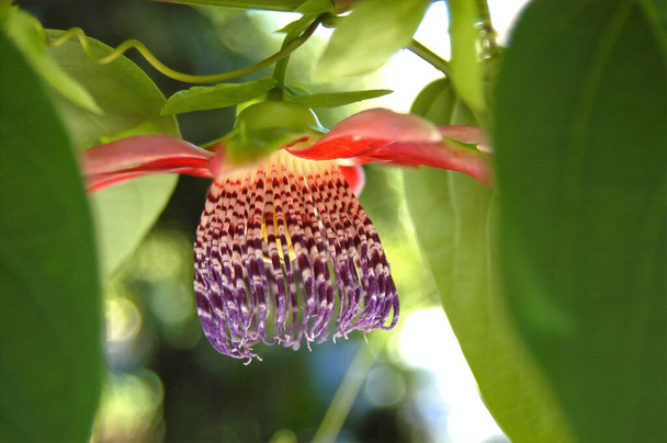 Hermosa flor de fruta de la pasión entre hojas y fondo Bokeh (Curitiba, Paraná, Brasil) (Sur de Brasil) - Foto, imagen