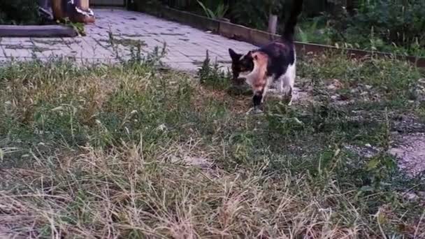 Een prachtige driekleurige schildpad kat heeft een kleine muis gevangen en eet hem op. Cat rat catcher loopt na een rat in de natuur in het gras. - Video