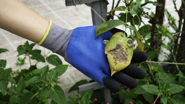 De hand in een tuinhandschoen houdt een ziek blad van een roos vast. Plantenziekte. Schimmelbladeren vlekziekte op rozenstruik veroorzaakt de schade. - Foto, afbeelding