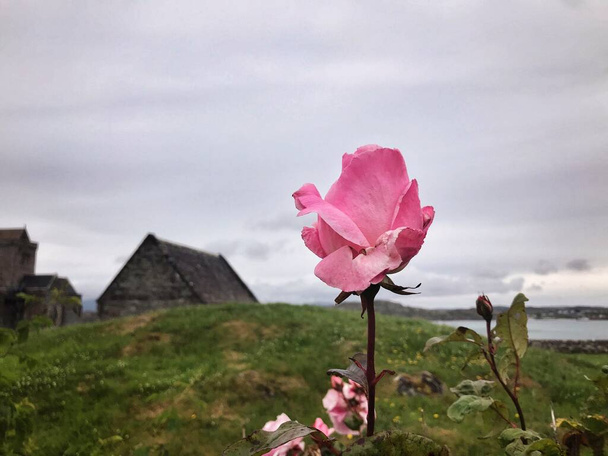 Una rosa rosa appoggiata contro il grigio cielo scozzese su Iona - Foto, immagini