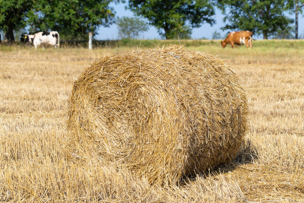 Raccolta del grano. Balle rotonde di paglia nel campo. Le mucche pascolano nel campo. - Foto, immagini