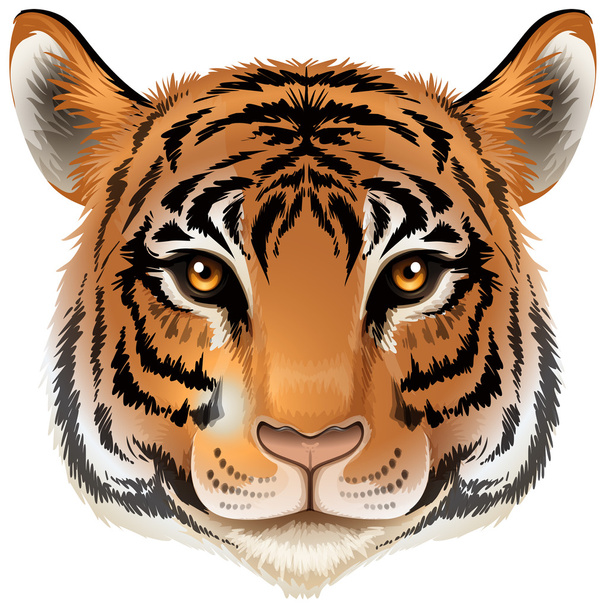 la cabeza de un tigre
 - Vector, Imagen