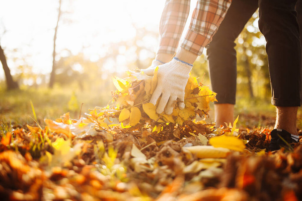 男性ボランティアの閉鎖は、秋の公園で黄色の赤い落ち葉の小さな山を収集し、つかむ。古い葉から芝生をきれいにする。庭と季節の共同作業の概念 - 写真・画像