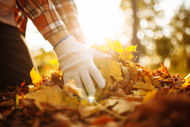Close up of a male volunteer collects and grabs a small pile of yellow red fallen leaves in the autumn park. Cleaning the lawn from the old leaves. Gardening and seasonal communal work concept - Photo, Image