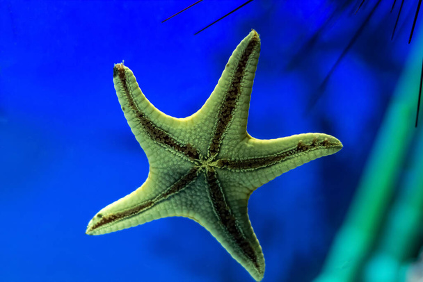 sea five-pointed star on aquarium glass - Foto, Bild