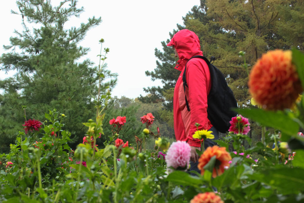 Un uomo con un impermeabile rosso cammina in un giardino botanico tra crisantemi fioriti. - Foto, immagini